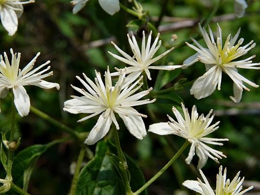 {Clematis virginiana}